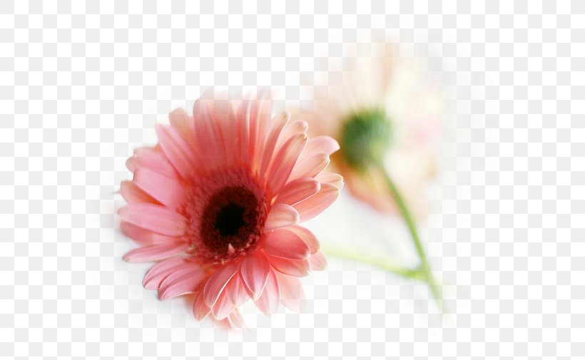 Transvaal Daisy Pink Flowers Common Daisy Desktop Wallpaper, PNG, 600x505px, Transvaal Daisy, Annual Plant, Close Up, Common Daisy, Cut Flowers Download Free