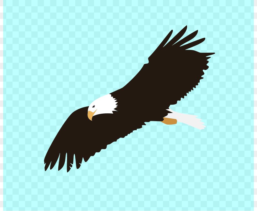 Bald Eagle Bird Of Prey Clip Art, PNG, 800x672px, Bald Eagle, Accipitriformes, Beak, Bird, Bird Of Prey Download Free