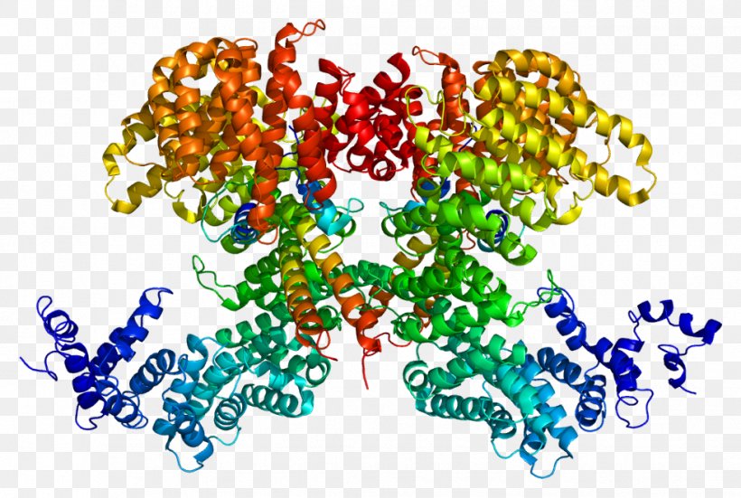 Sterol Regulatory Element-binding Protein 2 Leucine Zipper, PNG, 979x659px, Leucine Zipper, Amino Acid, Area, Art, Human Behavior Download Free