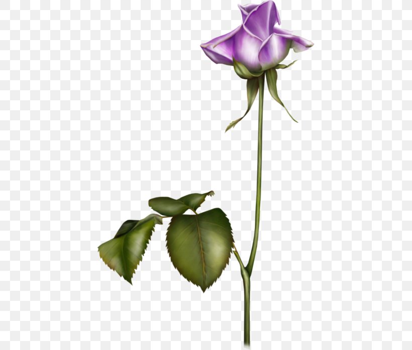 Garden Roses Flower Blue Violet, PNG, 433x698px, Garden Roses, Beauty, Beauty Parlour, Blue, Bud Download Free