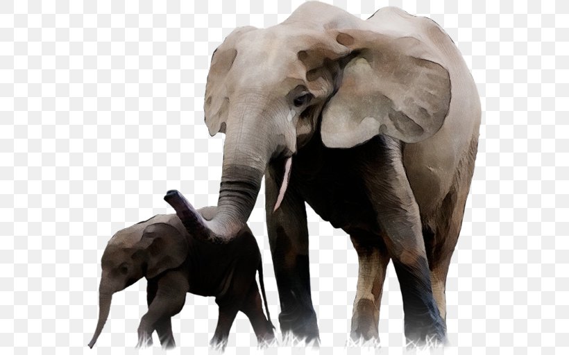 Indian Elephant African Bush Elephant Drawing Tusk, PNG, 570x512px, Indian Elephant, African Bush Elephant, African Elephant, Animal, Animal Figure Download Free