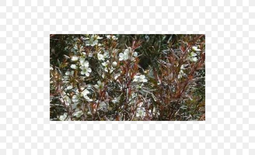 Leptospermum Morrisonii Branch Tree Evergreen Red Buckeye, PNG, 500x500px, Branch, Copper, Evergreen, Garden, Manuka Download Free