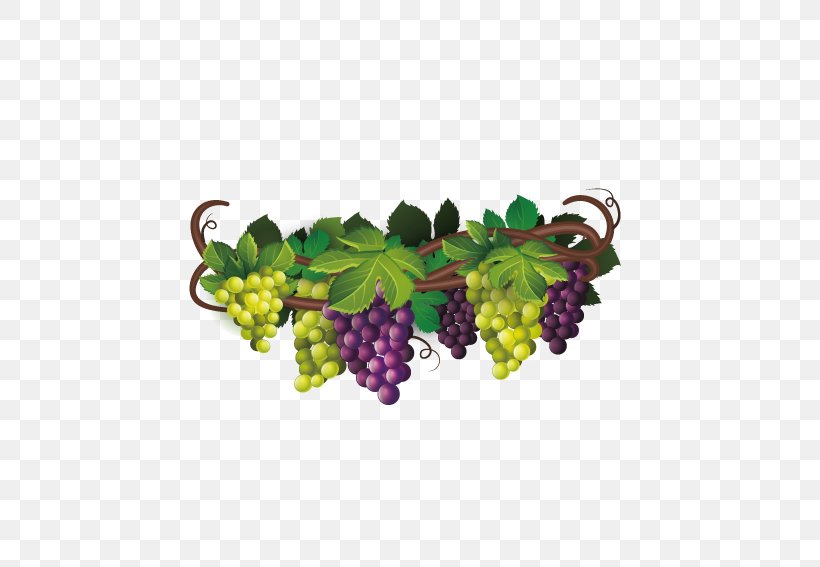 Wine Common Grape Vine The Fox And The Grapes Euclidean Vector, PNG, 567x567px, Wine, Blackberry, Common Grape Vine, Flowering Plant, Food Download Free