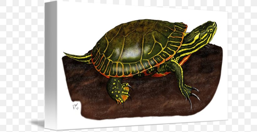 Box Turtles Painted Turtle Bokmärke Red Panda, PNG, 650x423px, Box Turtles, Animal, Box Turtle, Emydidae, Himalayas Download Free