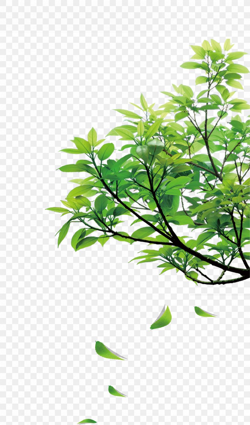Clip Art, PNG, 3180x5391px, Photography, Branch, Flora, Flower, Grass Download Free