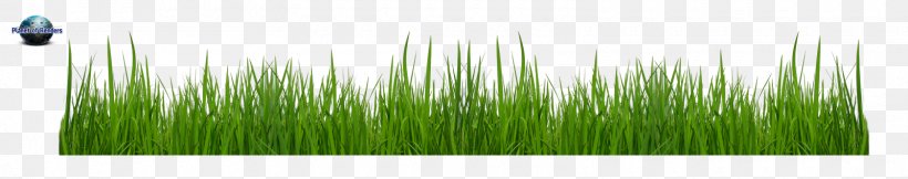 Grasses Line Leaf Family, PNG, 1600x317px, Grasses, Family, Grass, Grass Family, Green Download Free