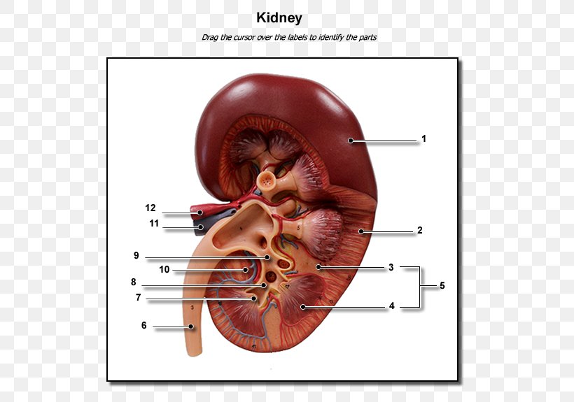 Kidney Human Body Excretory System Anatomy Renal Calyx, PNG, 600x575px, Watercolor, Cartoon, Flower, Frame, Heart Download Free