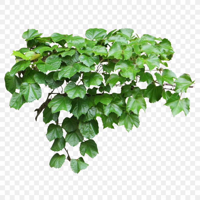 Tote Bag Common Ivy Vine Evergreen, PNG, 2765x2765px, Bag, Areca Palm, Backpack, Bougainvillea, Branch Download Free