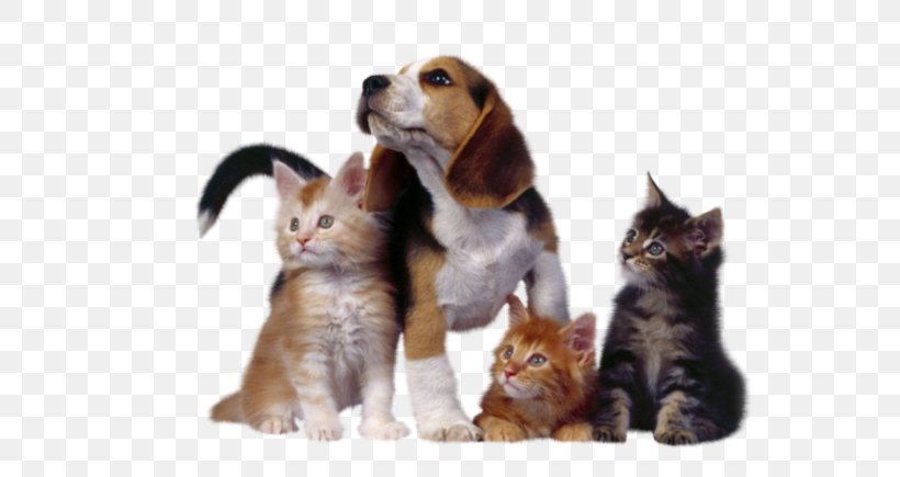 Beagle Cat Kitten Chihuahua Horse, PNG, 600x435px, Beagle, Calico Cat, Cat, Cat Like Mammal, Cats Dogs Download Free