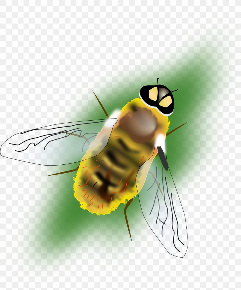 Bumblebee Hornet Insect Clip Art, PNG, 1064x1280px, Bee, Arthropod, Beehive, Bumblebee, Close Up Download Free