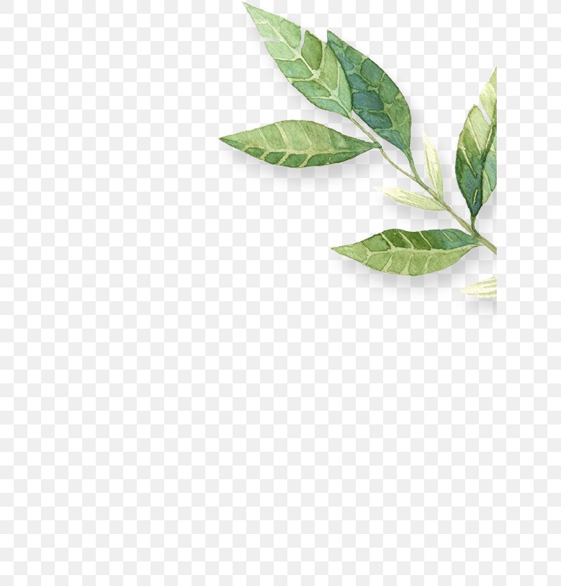 Leaf Herb, PNG, 632x856px, Leaf, Herb, Plant Download Free