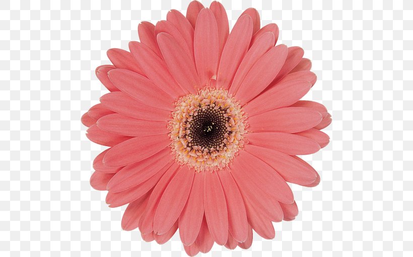 Transvaal Daisy Flower Common Daisy Red Stock Photography, PNG, 500x512px, Transvaal Daisy, Child, Color, Common Daisy, Cut Flowers Download Free
