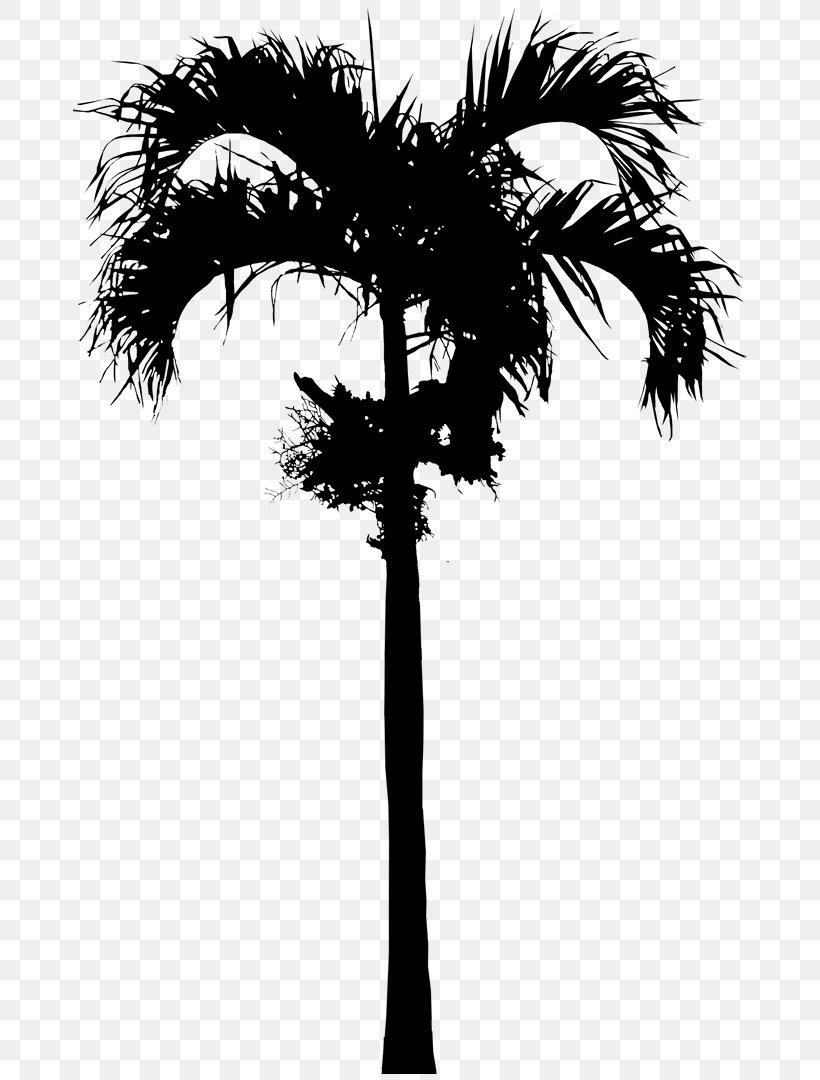 Asian Palmyra Palm Babassu Date Palm Palm Trees Silhouette, PNG, 677x1080px, Asian Palmyra Palm, Arecales, Attalea, Attalea Speciosa, Babassu Download Free