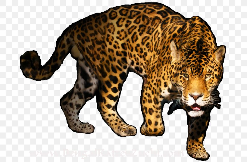 Leopard Bengal Cat Tiger, PNG, 691x538px, Bengal Cat, Amur Leopard, Animal, Big Cats, Black Panther Download Free
