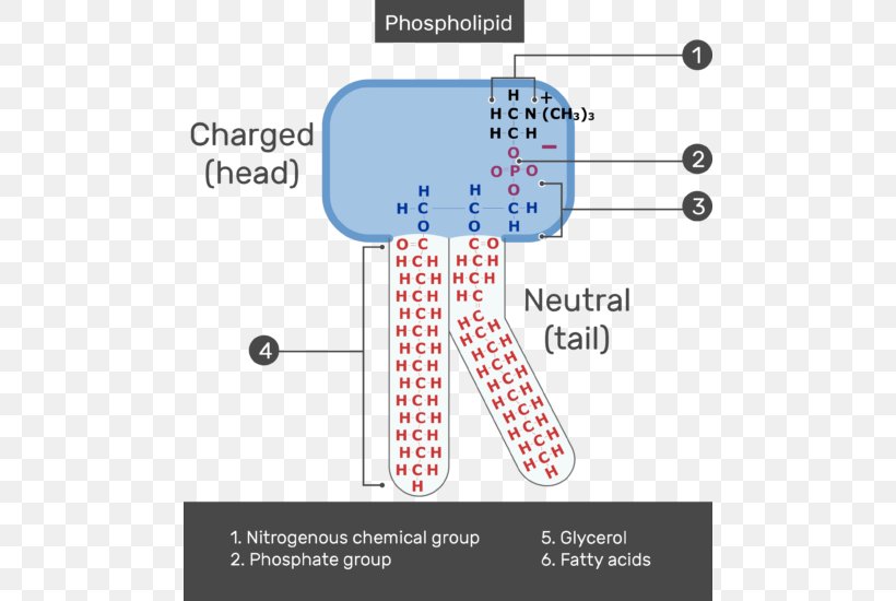 Lipid Bilayer Phospholipid Membrane Lipids Cell Membrane, PNG, 484x550px, Lipid Bilayer, Area, Bilayer, Biological Membrane, Cell Download Free