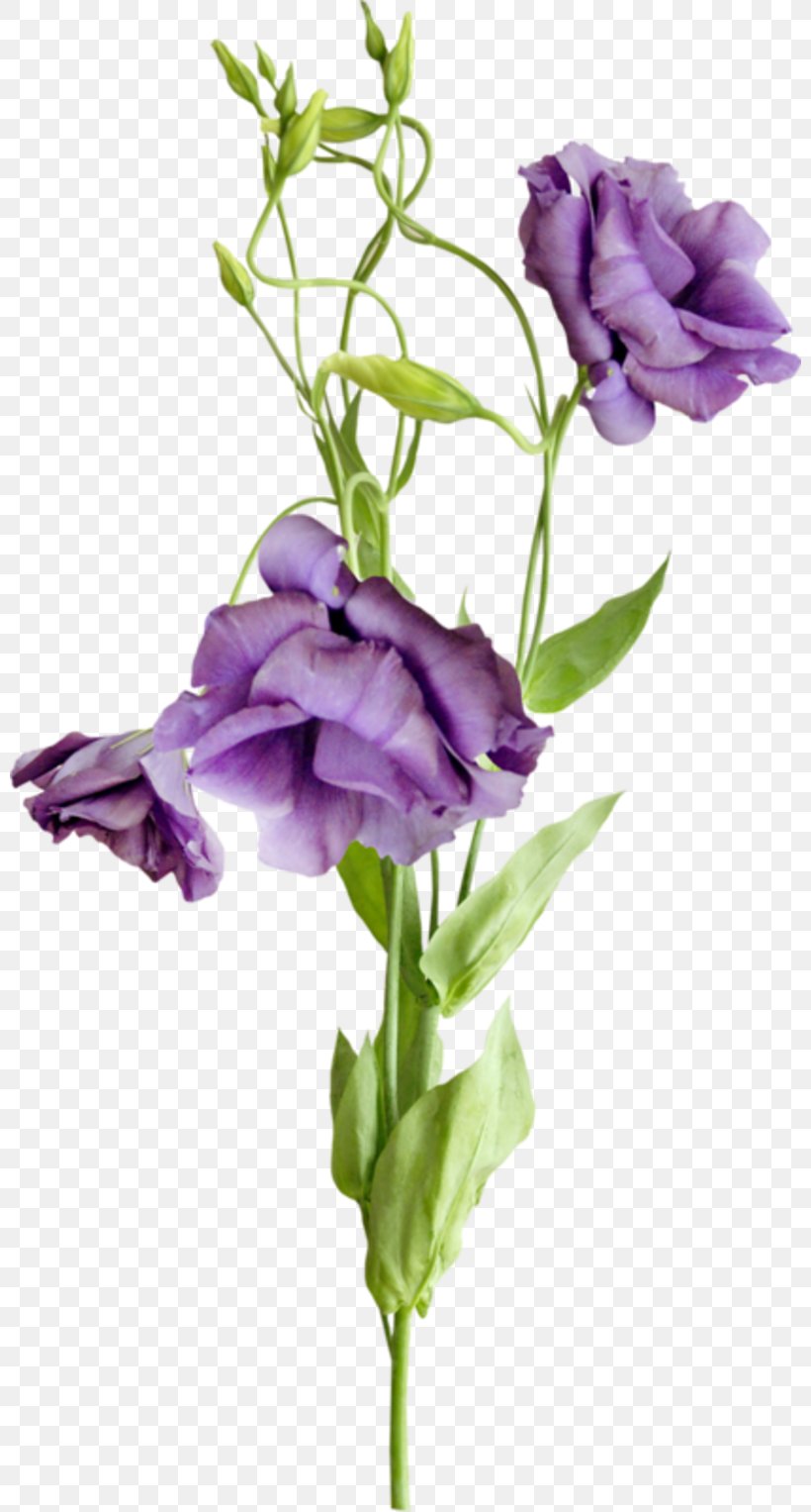 Flower Bouquet Cut Flowers, PNG, 800x1527px, Flower, Annual Plant, Blue Rose, Cut Flowers, Flower Bouquet Download Free