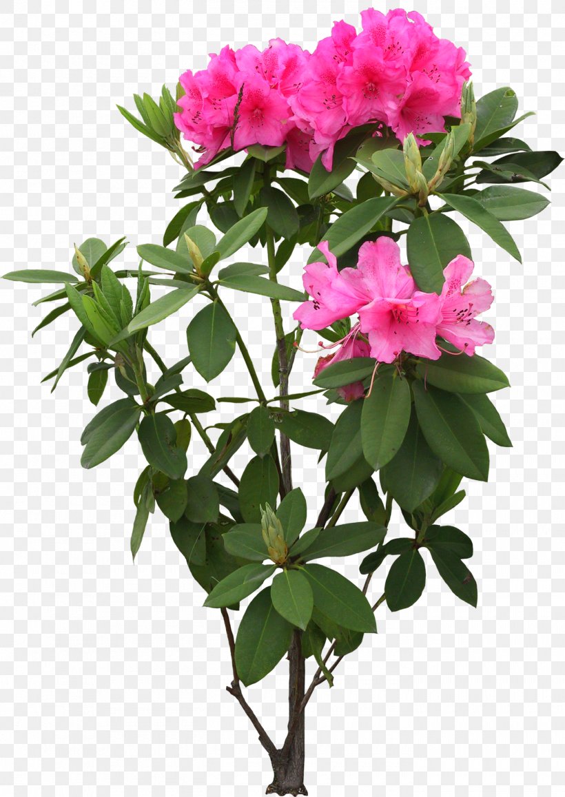 Flower Tree Rhododendron Simsii 中国十大名花, PNG, 1400x1977px, Flower, Annual Plant, Azalea, Cut Flowers, Flowering Plant Download Free