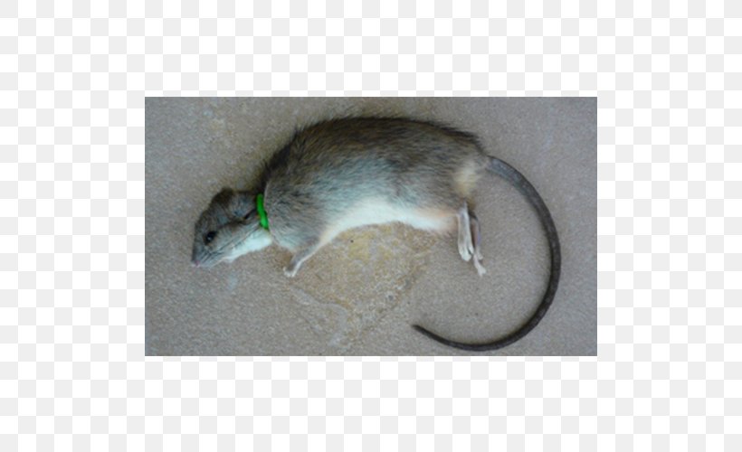 Gerbil Rat Dormouse Fauna, PNG, 500x500px, Gerbil, Dormouse, Fauna, Mammal, Mouse Download Free