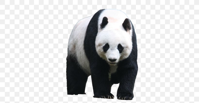 Giant Panda Red Panda Bear Clip Art, PNG, 640x426px, Giant Panda, Bao Bao, Bear, Carnivoran, Cuteness Download Free