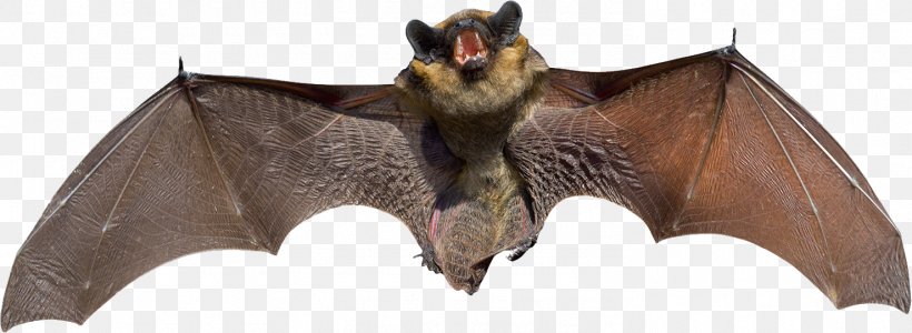 Little Brown Bat Stock Photography Royalty-free Clip Art, PNG, 1477x541px, Bat, Animal, Animal Echolocation, Animal Figure, Beak Download Free