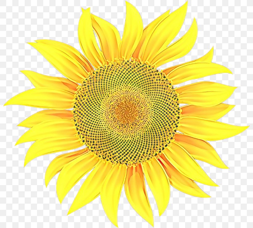 Sunflower, PNG, 800x739px, Cartoon, Asterales, Flower, Flowering Plant, Petal Download Free