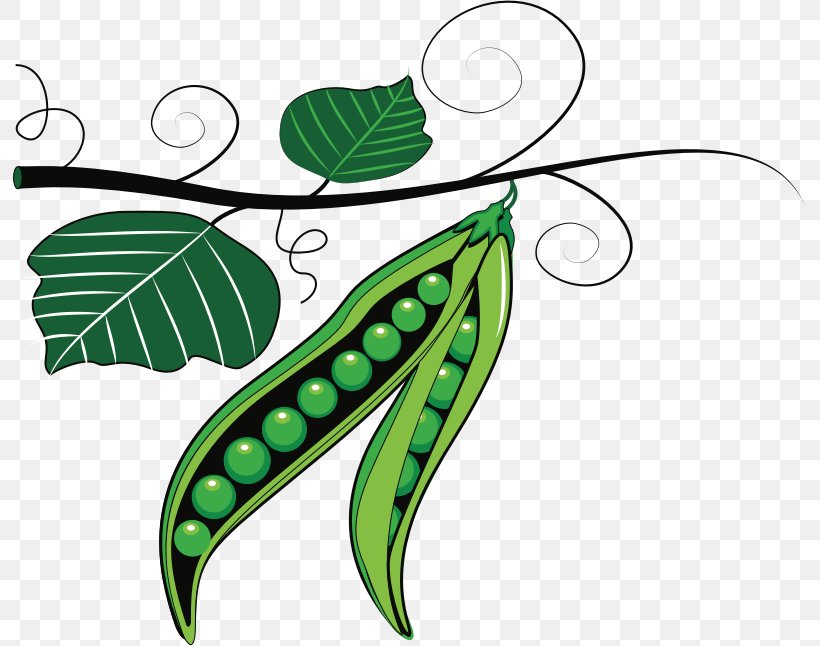 Sweet Pea Plant Clip Art, PNG, 793x646px, Pea, Artwork, Flora, Flower, Flowering Plant Download Free