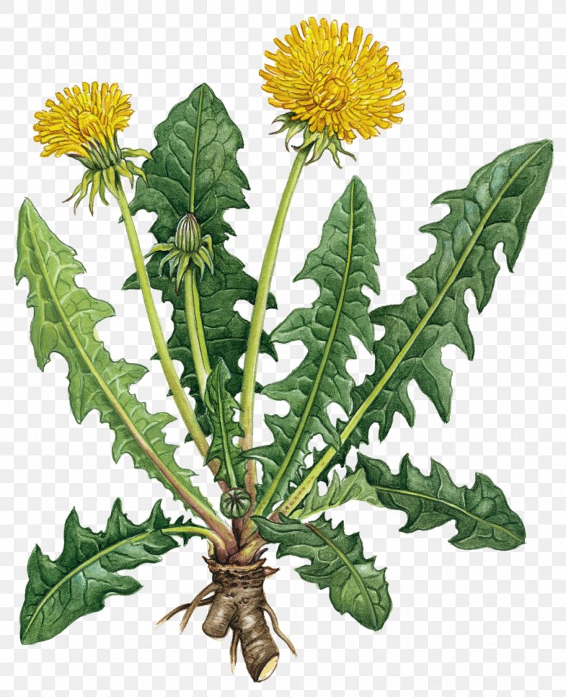 Alternative Health Services Naturopathy Medicine Herb, PNG, 1039x1280px, Alternative Health Services, Dandelion, Disease, Family Medicine, Flower Download Free