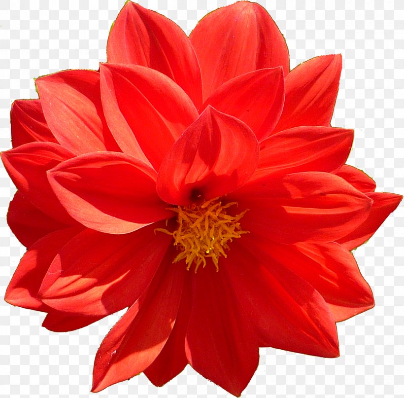 Cut Flowers Poppy Plant Petal, PNG, 1200x1182px, Flower, Chrysanthemum, Chrysanths, Common Sunflower, Cut Flowers Download Free