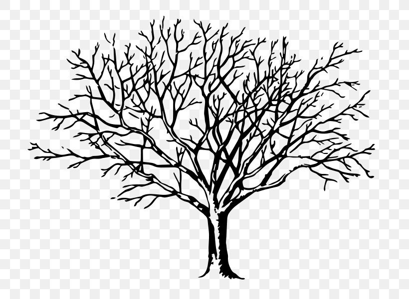 Drawing Tree Clip Art, PNG, 800x600px, Drawing, Arecaceae, Artwork, Black And White, Branch Download Free