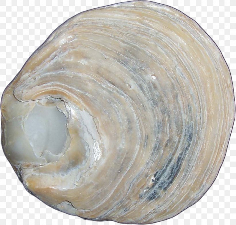 Macoma Clam Cockle Mussel Shankha, PNG, 1143x1088px, Macoma, Baltic Clam, Clam, Clams Oysters Mussels And Scallops, Cockle Download Free