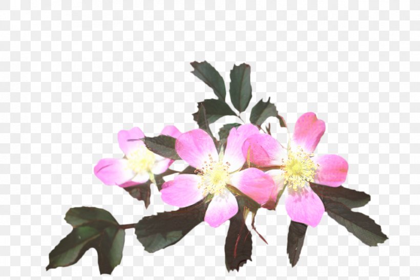 Image Jebala People Desktop Wallpaper Photograph, PNG, 958x640px, Drawing, Artificial Flower, Cut Flowers, Cutout Animation, Flower Download Free