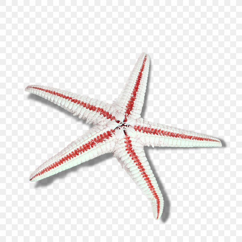 Starfish Euclidean Vector, PNG, 1417x1417px, Starfish, Chemical Element, Drawing, Echinoderm, Gratis Download Free