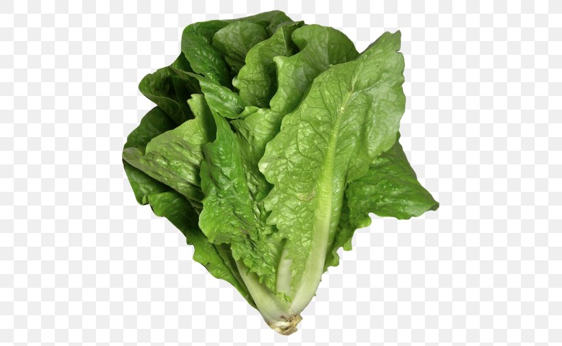 Caesar Salad Lettuce Sandwich Vinaigrette Romaine Lettuce Leaf Vegetable, PNG, 500x505px, Caesar Salad, Butterhead Lettuce, Celtuce, Chard, Choy Sum Download Free