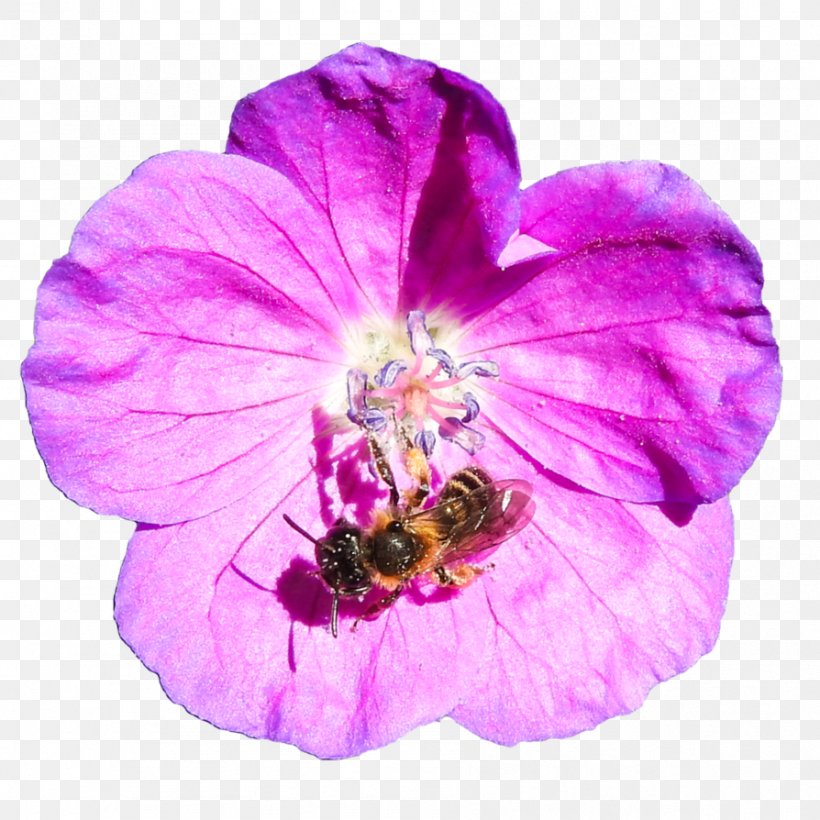 Honey Bee Art Clip Art, PNG, 894x894px, 3d Modeling, Honey Bee, Art, Bee, Bumblebee Download Free