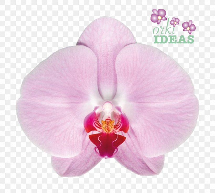 Moth Orchids Cattleya Orchids Felice Shop Color, PNG, 870x781px, Moth Orchids, Arrangement, Cattleya, Cattleya Orchids, Chiapas Download Free