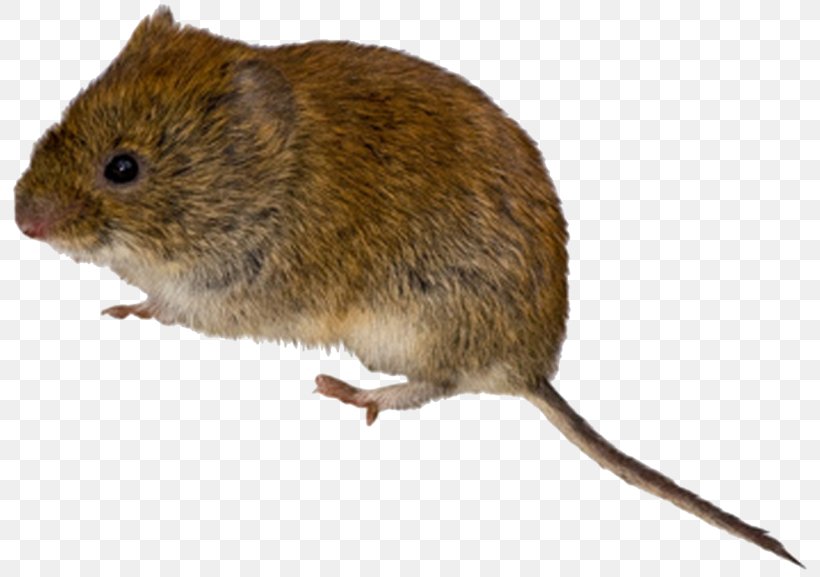 Rodent Mouse Meadow Vole Rat, PNG, 800x577px, Rodent, Bank Vole, Common Vole, Cricetidae, Deer Mice Download Free
