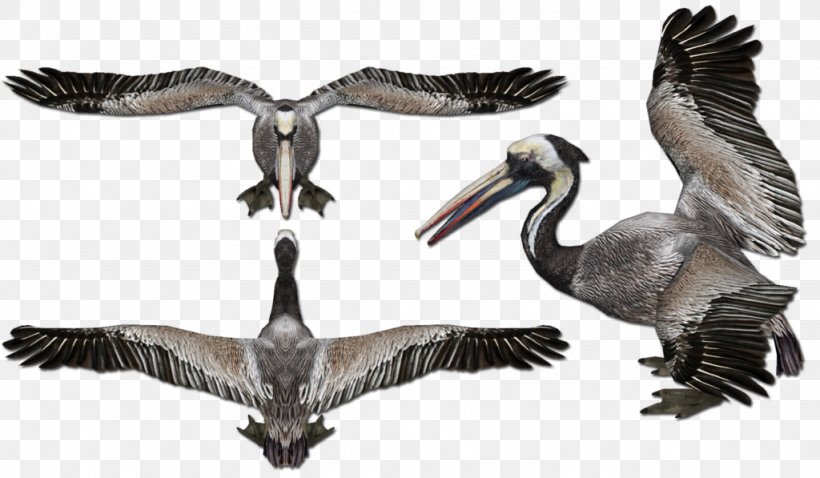 Zoo Tycoon 2 Reptile Goose Peruvian Pelican Nile Monitor, PNG, 1024x597px, Zoo Tycoon 2, Animal, Beak, Bird, Cygnini Download Free