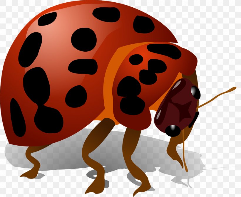 Beetle Ladybird Firefly Clip Art, PNG, 1280x1048px, Beetle, Arthropod, Firefly, Insect, Invertebrate Download Free