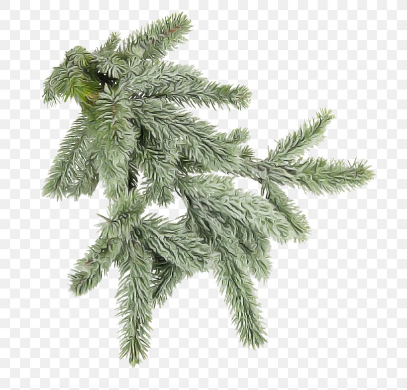 Columbian Spruce White Pine Yellow Fir Shortleaf Black Spruce Tree, PNG, 800x784px, Columbian Spruce, American Larch, Colorado Spruce, Oregon Pine, Plant Download Free