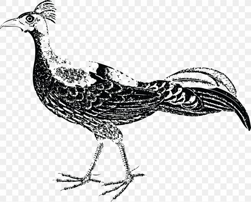 Pheasant Dirty Intentions Clip Art, PNG, 4000x3227px, Pheasant, Beak, Bird, Black And White, Chicken Download Free