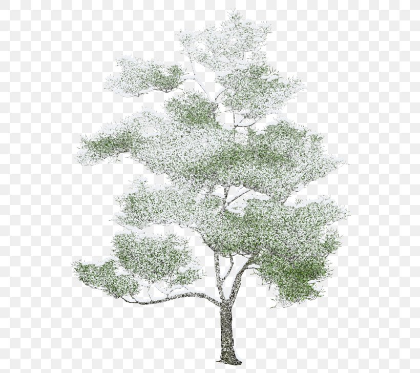 Tree Architecture Rendering Drawing, PNG, 600x728px, 3d Rendering, Tree, Architectural Rendering, Architecture, Birch Download Free