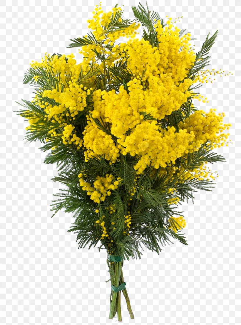 Acacia Dealbata Flower Sensitive Plant, PNG, 1000x1350px, Acacia Dealbata, Acacia, Acacia Baileyana, Acacia Caerulescens, Art Download Free