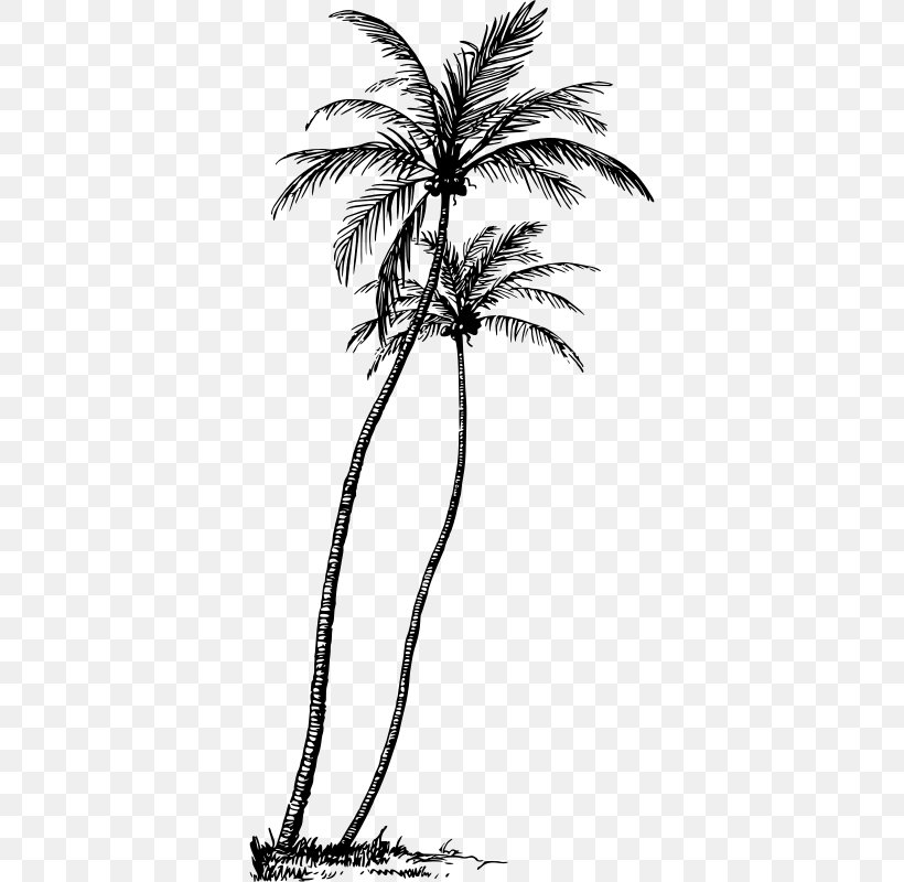 Arecaceae Tree Coconut Plant Clip Art, PNG, 368x800px, Arecaceae, Arecales, Art, Asian Palmyra Palm, Black And White Download Free