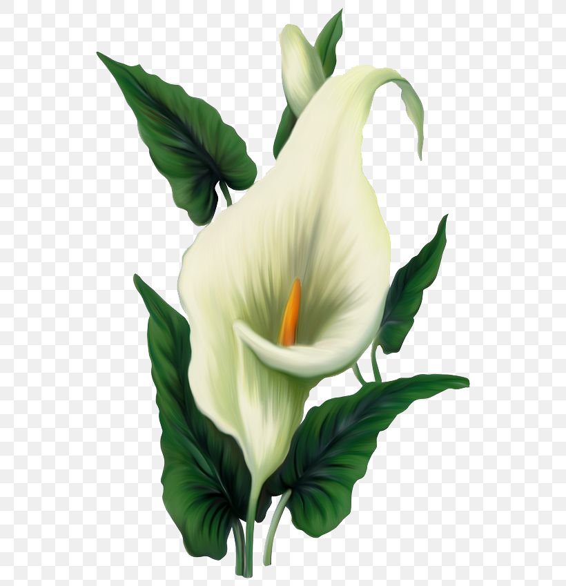 Easter Lily Arum-lily Flower Clip Art, PNG, 564x849px, Easter Lily, Alismatales, Arum, Arum Family, Arum Lilies Download Free