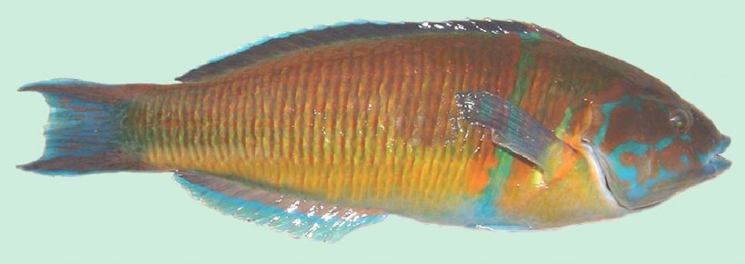 Fish John Dory Marine Biology Goby Arctoscopus Japonicus, PNG, 1024x364px, Fish, Biology, Blue, Electric Blue, Epinephelus Download Free