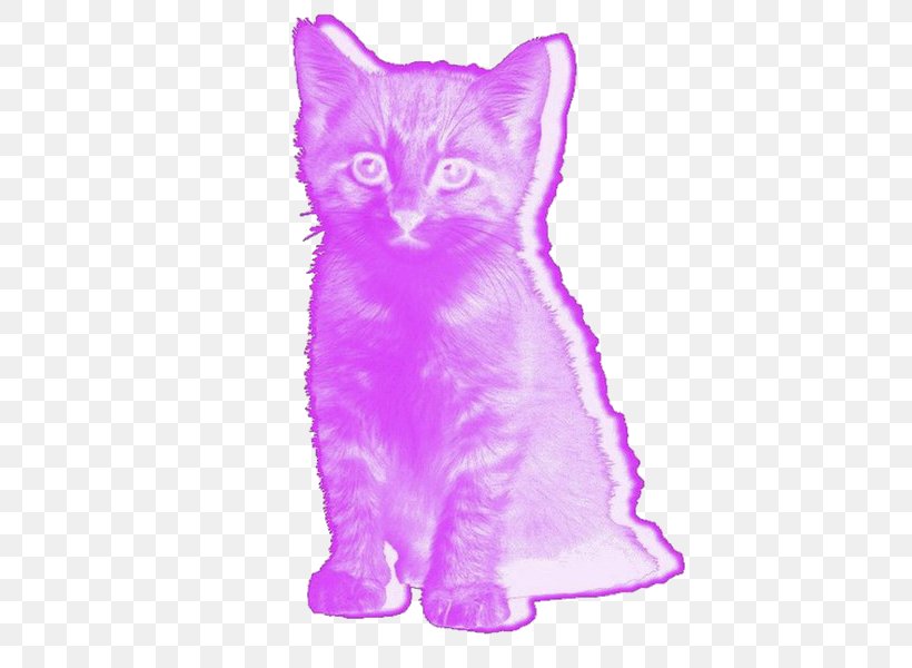Kitten Pink Cat Lolcat, PNG, 800x600px, Kitten, Animal Shelter, Carnivoran, Cat, Cat Behavior Download Free