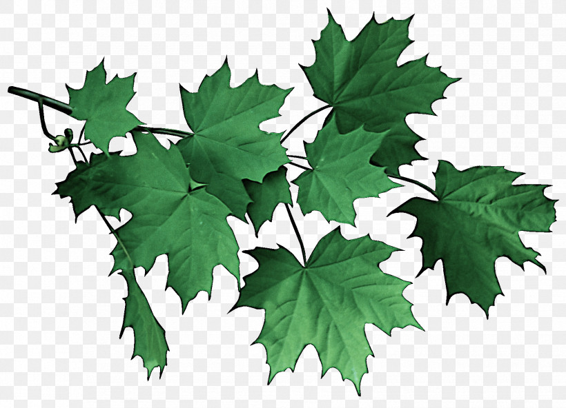 Maple Leaf, PNG, 1757x1269px, Leaf, Black Maple, Flower, Grape Leaves, Maple Leaf Download Free