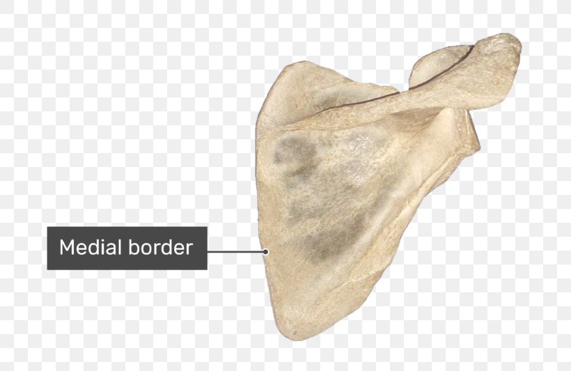Spine Of Scapula Anatomy Bone Infraglenoid Tubercle, PNG, 770x533px, Scapula, Acromion, Anatomy, Bone, Clavicle Download Free