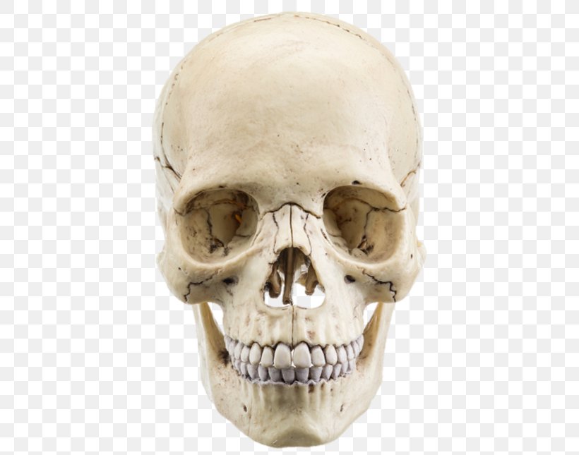 The Human Skull Stock Photography Anatomy Bone, PNG, 393x645px, Skull, Anatomy, Bone, Head, Human Head Download Free