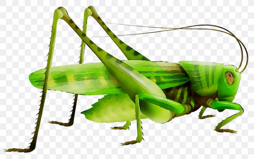 Grasshopper Fairy Chess Piece Locust, PNG, 1135x714px, Grasshopper, Arthropod, Chess, Chess Piece, Cricket Download Free